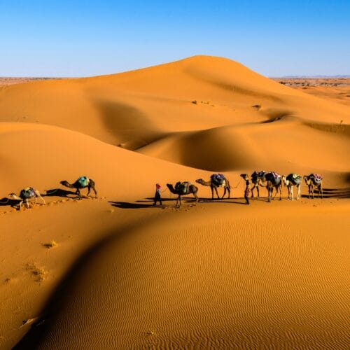 Camel caravan in the Erg Chebbi dunes during a 7-day Morocco tour
